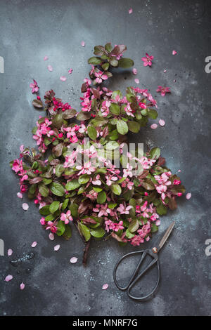 Rosa Blüten der blühenden Obst Apfel Baum Bonsai Schere für Blumenhändler auf vintage Tabelle. Kopieren Sie Platz. Blick von oben. Stockfoto