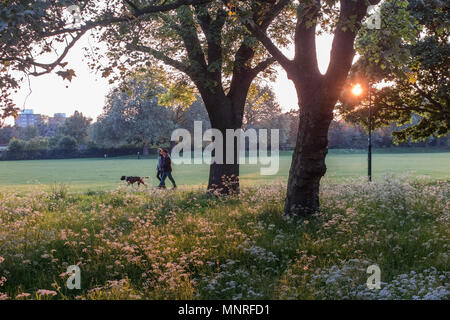 Der Hund für einen Spaziergang auf einem Sommer Abend in einem Londoner Park Stockfoto