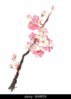 Elegante blühenden Sakura aquarell Abbildung auf weißem Hintergrund Stockfoto