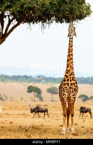 Giraffe in Masai Mara Safari Park in Kenia Afrika Stockfoto