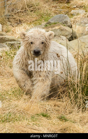 Der Polar Bear Cub und Mutter Abkühlung im Pool und das warme Wetter mit Hoechsttemperaturen um 16 Grad an RZSS Highland Wildlife Park in Aviemore Mit: Eisbären Wo: Aviemore, Großbritannien Wann: 18 Apr 2018 Credit: Euan Kirsche / Wann genießen Stockfoto
