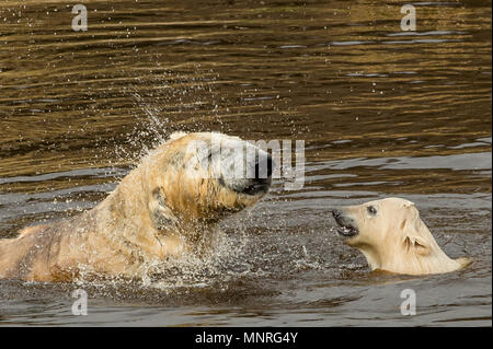 Der Polar Bear Cub und Mutter Abkühlung im Pool und das warme Wetter mit Hoechsttemperaturen um 16 Grad an RZSS Highland Wildlife Park in Aviemore Mit: Eisbären Wo: Aviemore, Großbritannien Wann: 18 Apr 2018 Credit: Euan Kirsche / Wann genießen Stockfoto