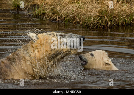 Der Polar Bear Cub und Mutter Abkühlung im Pool und das warme Wetter mit Hoechsttemperaturen um 16 Grad an RZSS Highland Wildlife Park in Aviemore Mit: Eisbären Wo: Aviemore, Großbritannien Wann: 18 Apr 2018 Credit: Euan Kirsche / Wann genießen Stockfoto