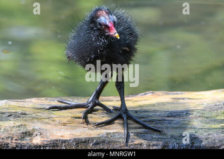 Blässralle, Blaessralle, Blaesshuhn, Blässhuhn, Cub, Jungtier, Kueken, Fulica atra, Eurasischen Blässhuhn, Ralle, Vogel, Vogel, Stockfoto