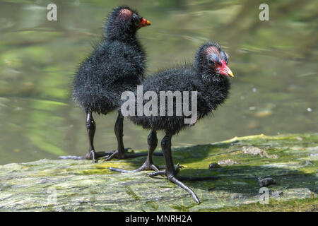 Blässralle, Blaessralle, Blaesshuhn, Blässhuhn, Cub, Jungtier, Kueken, Fulica atra, Eurasischen Blässhuhn, Ralle, Vogel, Vogel, Stockfoto