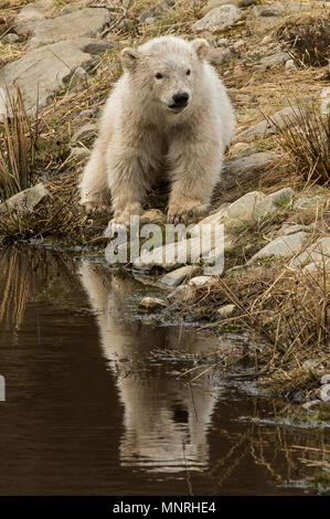 Der Polar Bear Cub und Mutter Abkühlung im Pool und das warme Wetter mit Hoechsttemperaturen um 16 Grad an RZSS Highland Wildlife Park in Aviemore Mit: Eisbären Wo: Aviemore, Großbritannien Wann: 18 Apr 2018 Credit: Euan Kirsche / Wann genießen Stockfoto