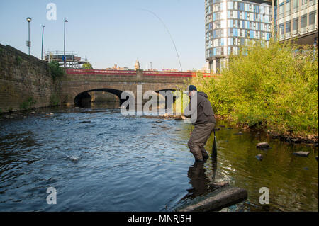 Fliegenfischen am Fluss Don, Sheffield Stockfoto