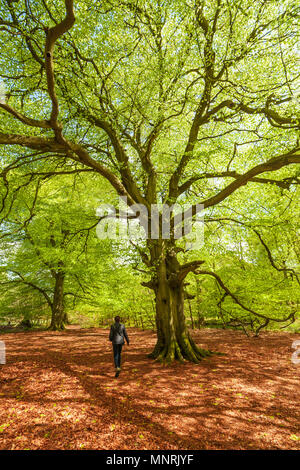 Frau wandern in einem alten Buche Wald, mit Feder Laub. Stockfoto