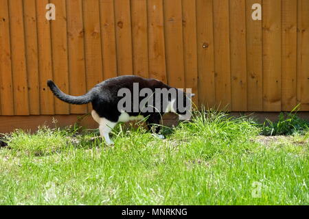 Katze neben der im Gartenhaus Stockfoto