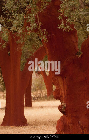 Korkeiche nach der Extraktion von der Korkeiche (Quercus suber), Spanien Stockfoto