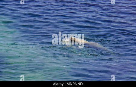 Mutter und Baby sea lion Schwimmen Stockfoto