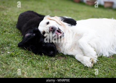 Reinrassige schwarze Neufundländer Welpen spielen mit einem weißen Golden Retriever erwachsener Hund Stockfoto