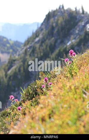 Hang Blumen blühen im Sommer Sonne am Mt. Rainier National Park Sunrise Visitor Center. Stockfoto