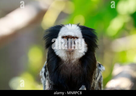 Die white-headed marmoset, auch als die Getuftete - Ohr marmoset bekannt, geoffroy's marmoset oder Geoffrey's marmoset, ist ein MARMOSET endemisch in Brasilien. Stockfoto