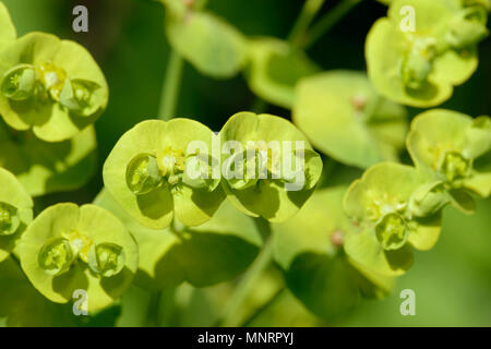 Holz-Wolfsmilch - Euphorbia Amygdaloides Nahaufnahme von Blumen Stockfoto