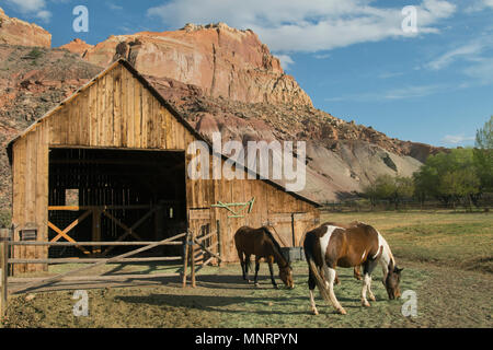 Historische Ranch und Scheune in Fruita, Capitol Reef National Park, Utah Stockfoto