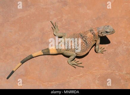 Gemeinsame (chuckwalla Sauromalus ater) auf Sandstein, Valley of Fire State Park, Nevada Stockfoto