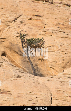 Pinyon Kiefer (Pinus edulis) Baum kämpfen auf sandsteinfelsen zu leben, Red Rock Canyon National Conservation Area, Las Vegas, Nevada Stockfoto