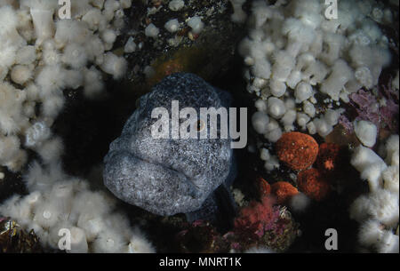 Wolf - Aal, Anarrhichthys ocellatus Stockfoto