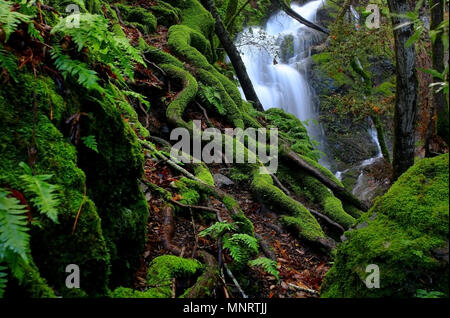 Ein Bild nach einem schweren Regen bei Uvas Canyon Park in Northern California Santa Cruz Mountains. Stockfoto