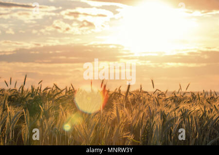 Weizen Ohren unter der Sonne. Sonne scheint durch reifen Weizen. Stockfoto