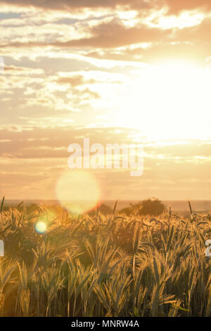 Weizen Ohren unter der Sonne. Sonne scheint durch reifen Weizen. Stockfoto