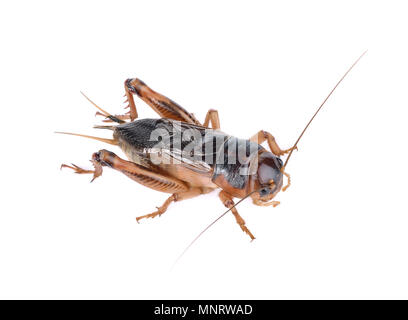 Gryllidae, Orthoptera isoliert auf weißem Hintergrund Stockfoto