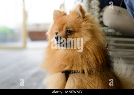 Spitz Portrait, Deutscher Wachtelhund neugierig Stockfoto