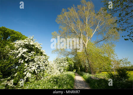 Suchen in Richtung Shillingstone aus der Dorset Trailway in der Nähe von Dorset Fiddleford Mühle am Fluss Stour stromabwärts von Sturminster Newton w Stockfoto