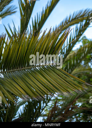 Eine große palm leaf hängen von einem Baum auf einer tropischen Tag Stockfoto