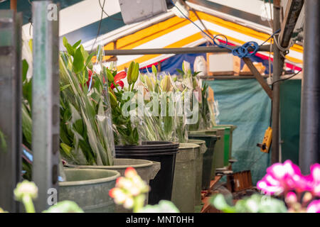 Isoliert, flachen Lupenansicht für Blumensträuße in Eimer Wasser gesehen, innen eine Blume befindet sich in einem typischen englischen Stadt Abschaltdruck Stockfoto