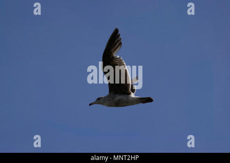 Western Möwe im Flug mit Blue Sky Stockfoto