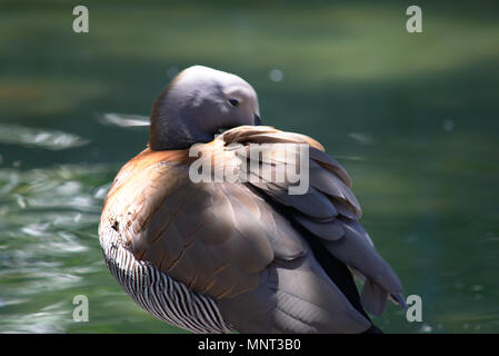 Ashy vorangegangen Gans putzen seine Federn Stockfoto