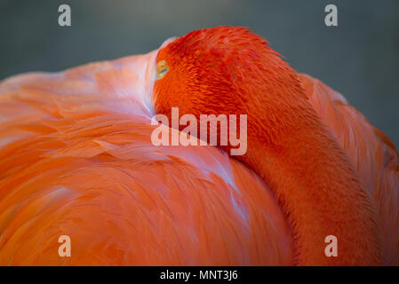 Flamingo im Zoo von San Diego Stockfoto