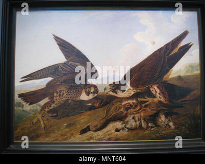 . Englisch: Wanderfalken (Ente Falken). ca. 1827. John James Audubon (1785-1851) Alternative Namen Geburt Name: Jean-Jacques - Fougère Audubon Beschreibung amerikanische Ornithologe, Naturalist, Jäger und Maler Geburtsdatum / Tod 26. April 1785 vom 27. Januar 1851 Ort der Geburt / Todes Les Cayes (Haiti) New York City Standort Louisville, New Orleans, New York City, Florida Authority control: Q 182882 VIAF: 14765625 ISNI: 0000 0001 1040 5836 ULAN: 500016578 79018677 LCCN: n NLA: 35010139 WorldCat 973 Wanderfalken (Ente Falken), von John James Audubon Stockfoto