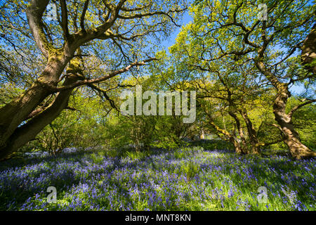 Bluebells in Helmeth Holz auf Helmeth Hügel, in der Nähe von Church Stretton, Shropshire. Stockfoto