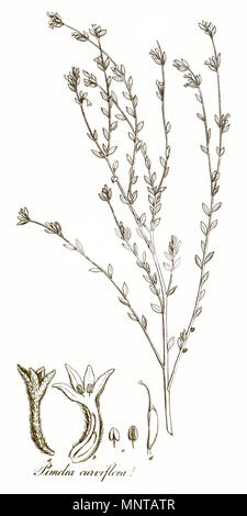 . Abbildung: Lampranthus curviflora R. Br von Band X der Transaktionen der Linnean Society of London, 1811 veröffentlicht. 1811. Verschiedene 998 Lampranthus curviflora - LSOL Stockfoto