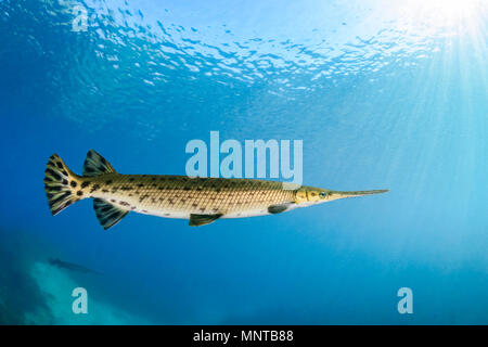 Longnose gar, oder Nadelzange gar, Lepisosteus osseus, Rainbow River, Dunnellon, Florida, USA Stockfoto