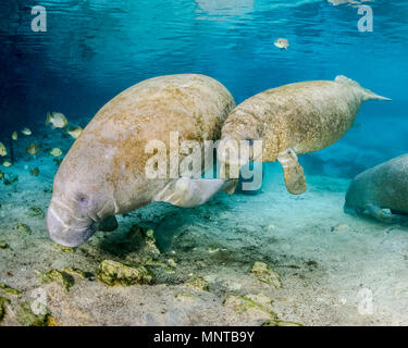 Florida Manatee, Trichechus Manatus latirostris, einer Unterart der West Indian Manatee, Mutter und Kalb, Drei Schwestern Federn, Crystal River National W Stockfoto