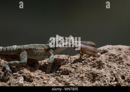 Starred agama stellio Stellagama, ständige Warnung über eine Gartenmauer in Zypern im Mai Stockfoto