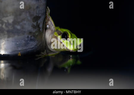 Die europäischen Grünen Laubfrosch, Hyla arborea, von Tag zu Tag ausruhen, quaken in der Nacht in der Natur in einem Zypern Garten. Stockfoto