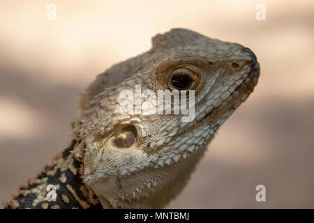 Starred agama stellio Stellagama, ständige Warnung über eine Gartenmauer in Zypern im Mai Stockfoto