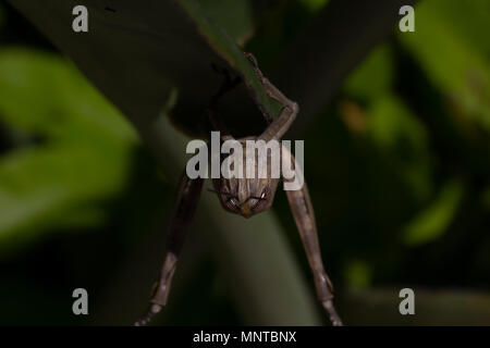 Super Green Bush Cricket, Tettigonia Viridissima in der Natur versteckt sich auf einem großen Blatt in einem Garten auf Zypern. Stockfoto