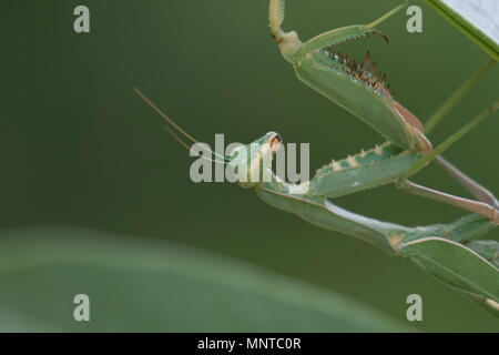 Riesige Afrikanische mantis Sphodromantis viridis, in der freien Wildbahn unter einem Busch in einem Garten in Zypern im Mai. Stockfoto