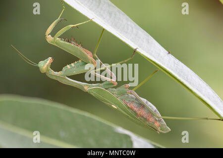 Riesige Afrikanische mantis Sphodromantis viridis, in der freien Wildbahn unter einem Busch in einem Garten in Zypern im Mai. Stockfoto
