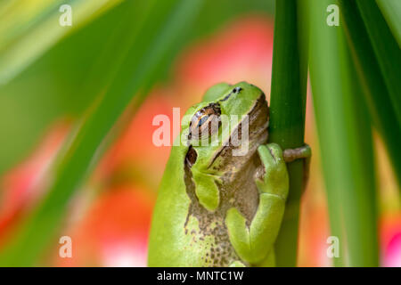 Die europäischen Grünen Laubfrosch, Hyla arborea, von Tag zu Tag ausruhen, quaken in der Nacht in der Natur in einem Zypern Garten. Stockfoto