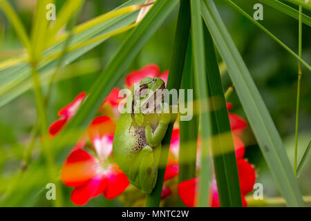 Die europäischen Grünen Laubfrosch, Hyla arborea, von Tag zu Tag ausruhen, quaken in der Nacht in der Natur in einem Zypern Garten. Stockfoto