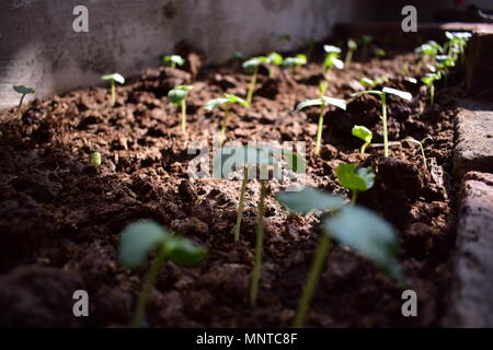 Okra oder okro bekannt, in vielen Englisch-sprachigen Ländern wie finger Damen oder ochro, ist eine blühende Pflanze im mallow Familie. Stockfoto