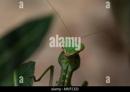 Riesige Afrikanische mantis Sphodromantis viridis, in der freien Wildbahn unter einem Busch in einem Garten in Zypern im Mai. Stockfoto