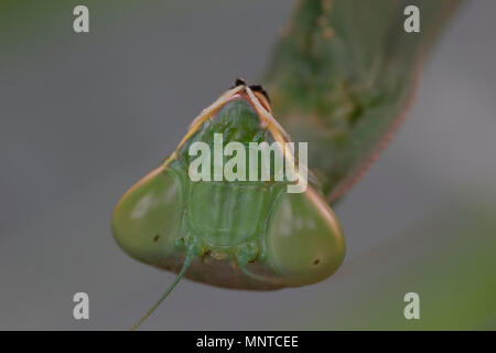Riesige Afrikanische mantis Sphodromantis viridis, in der freien Wildbahn unter einem Busch in einem Garten in Zypern im Mai. Stockfoto